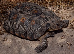 Desert tortoise (G. agassizii) - Flickr - smashtonlee05