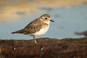 Double-banded Plover - Boat Harbour.jpg