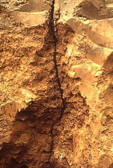Earthworm - L. terrestris permanent vertical burrow