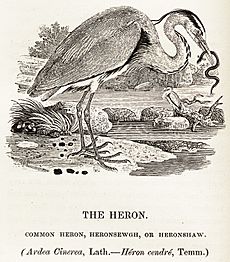 Heron woodcut Bewick's British Birds 1847