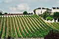 Loire vineyard
