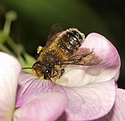Megachile willughbiella male (21626826474)