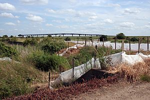 Occidental jetty and reed beds at Canvey Wick.jpg