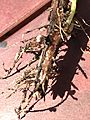 Root nodules on fava bean plant