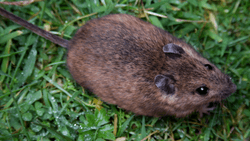 St Kilda field mouse (Apodemus sylvaticus hirtensis).png