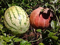 Watermelon and melon in India
