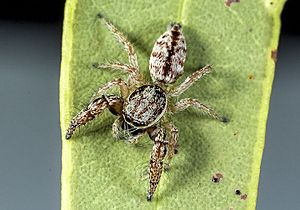 Afraflacilla-grayorum-whyte-A Field Guide to Spiders of Australia