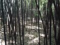 Bamboo forest at Rutgers University botanical gardens