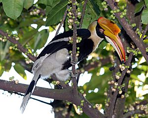 Buceros bicornis (female) -feeding in tree-8