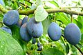 Damson plum fruit