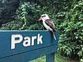 Kookaburra in Tamborine National Park