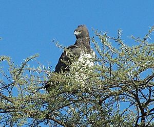 Martial Eagle in Namibia