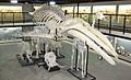 Museum of osteology 3 2010