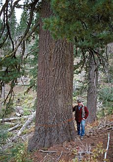 Pinus monticola Umatilla