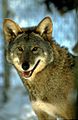 Red Wolf Portrait - 6189163039