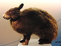 Amami rabbit Stuffed specimen