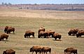 Bison - Tall Grass Prairie Preserve - panoramio - Photog (2)