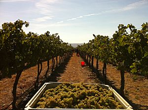 Chardonnay grapes harvested from Wykoff