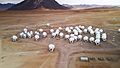 Counting sheep on the Chajnantor plateau (potw2328a)