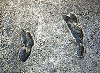 Earliest known human footprints - one set - australopithecus afarensis - Smithsonian Museum of Natural History - 2012-05-17