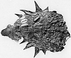 Edmontonia rugosidens armour AMNH 5381