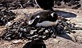 Gentoo penguin (Pygoscelis papua) on nest