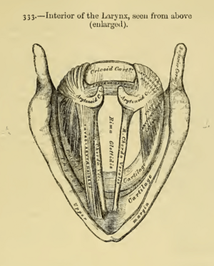 Larynx Willis Gray 1858 681