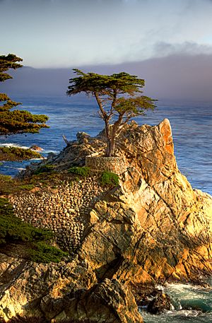 The Lone Cypress, an icon of the region, as seen from 17-Mile Drive