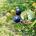 Oleta River State Park - Chrysobalanus icaco - Cocoplum fruit 01