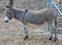 Perry-miniature-donkey-in-Palo-Alto-CA-2016