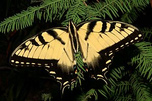 Pristine Eastern Tiger Swallowtail