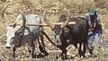 Raya oxen at ploughing
