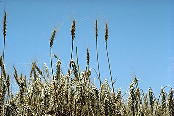 Standing wheat in Kansas