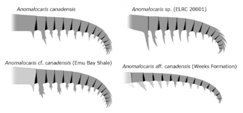 20191221 Radiodonta frontal appendage Anomalocaris