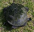 Common snakeneck turtle (Chelodina longicollis) 1