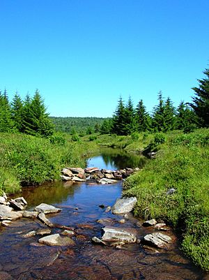 Dolly-Sods-Red-Creek