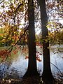 Gillette New Jersey two trees on a riverbank in autumn