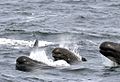 Photo of the Week - Long-finned Pilot Whales (RI) (6892801246)