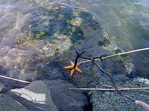 Starfish in the Maribyrnong