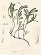 Thalassodendron ciliatum.jpg