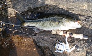 Typical Tallapoosa River Spotted Bass