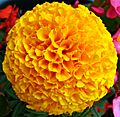 Yellow French Marigold Flower
