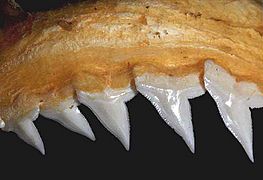 Carcharhinus acronotus upper teeth