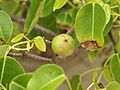 Hippomane mancinella (fruit)