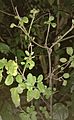Holy Basil (Ocimum tenuiflorum) plant captured at night