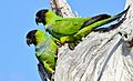 Nanday Parakeets6