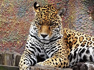 Panthera onca Colombia