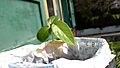 Passiflora ligularis seedling 4