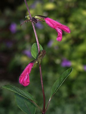 Salvia buchananii (Scott Zona) 001.jpg