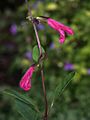 Salvia buchananii (Scott Zona) 001